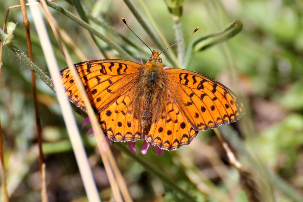 Argynnis (Mesoacidalia) aglaja e Argynnis (Fabriciana) niobe